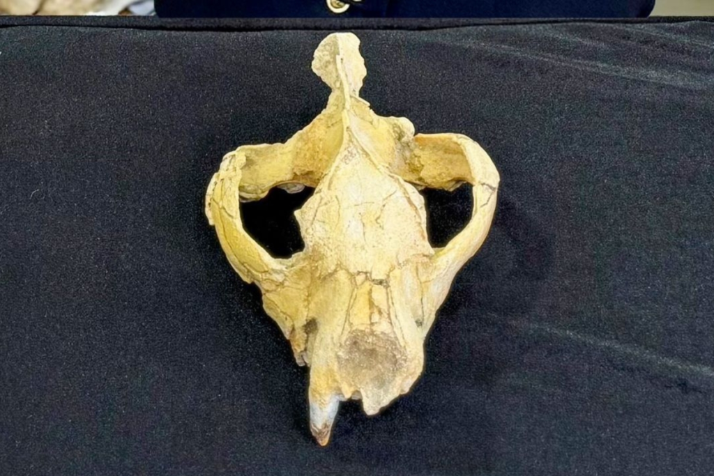 Skull Found in Egypt Reveals Secrets of Ancient Africa's Top Predator! 4 image 342