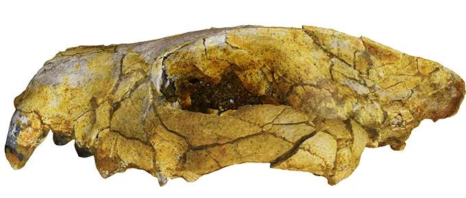 Skull Found in Egypt Reveals Secrets of Ancient Africa's Top Predator! 2 egypt