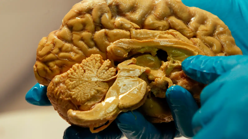 Do Human Consciousness Really Comes From Another Dimension? Scientist Reveals! 3 image 355