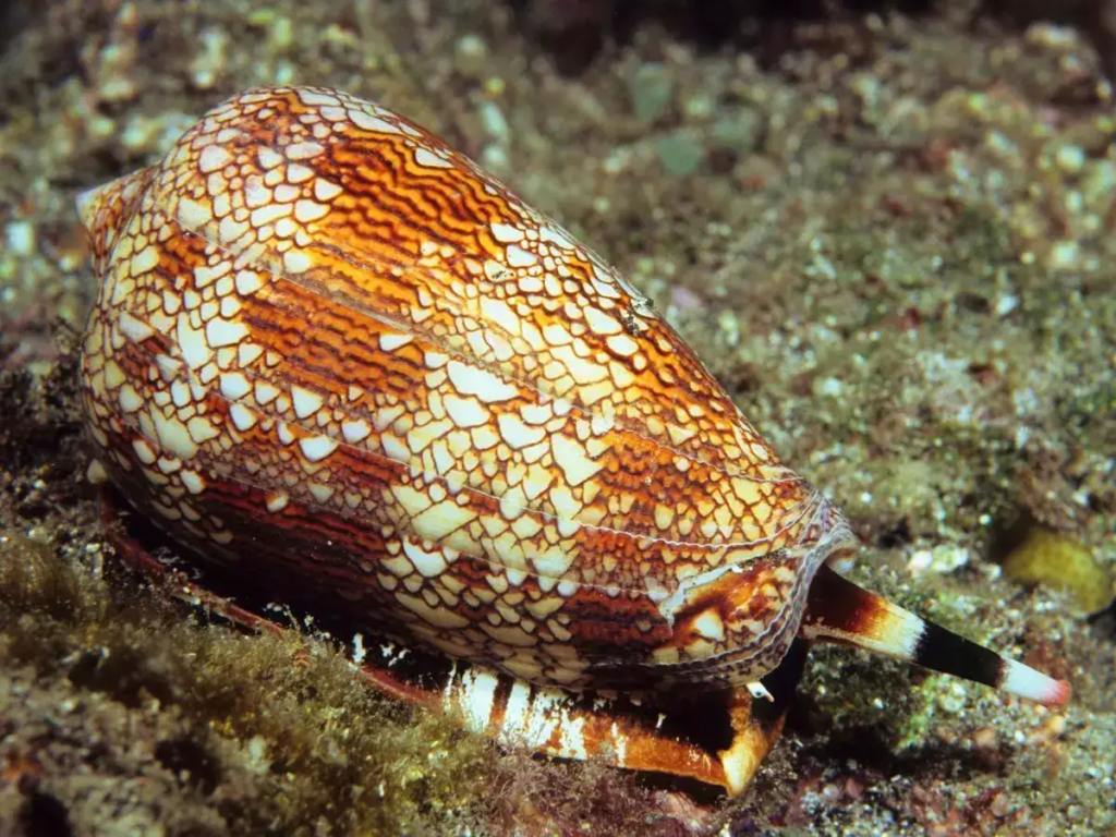 Terrifying Underwater Discovery Leaves Man Questioning His Luck! 3 image 404